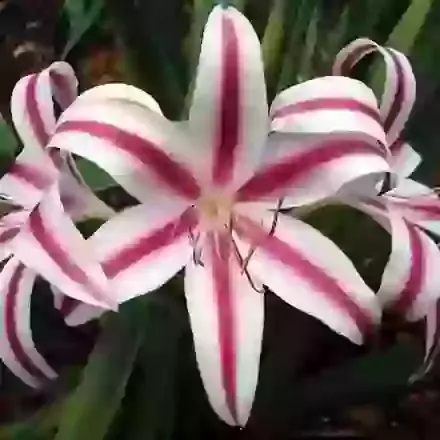 Crinum (Cape Lily)